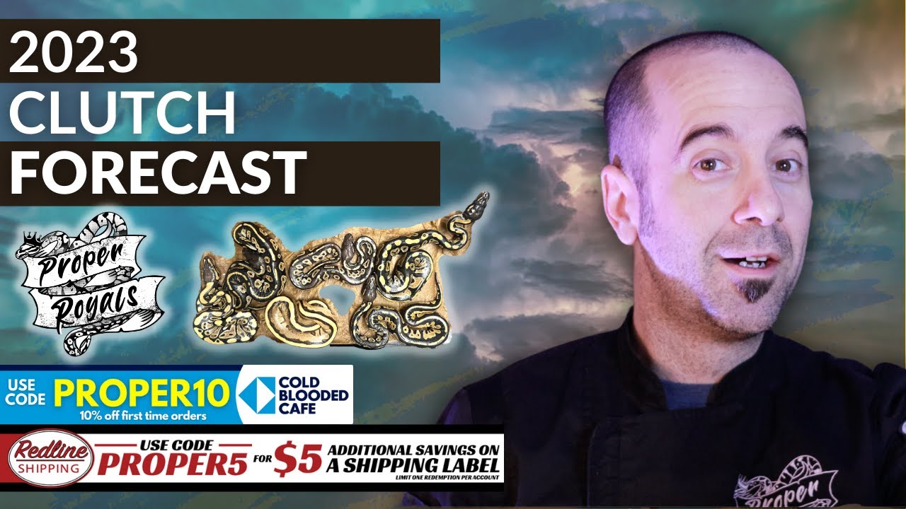 2023 Ball Python Breeding Forecast - YouTube