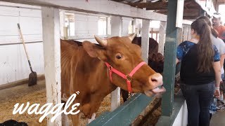 Derpy Farm Animals | Try Not to Laugh Challenge