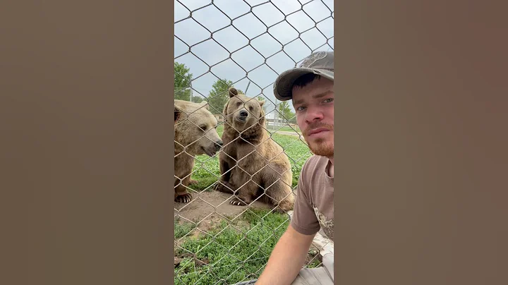 Brown Bears! #animals #coolanimals #amazinganimals