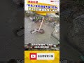 獨家圖輯》「罕見」！豪雨過後大量「魟魚」 被沖到路面蠕動掙扎求生