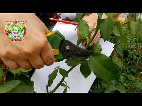 Rules for cutting rose cuttings. From which shoots of roses can you cut cuttings for rooting in the