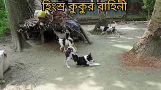 হিংস্র কুকুর বাহিনী/a gang of ferocious dog.#entertaining #video #energy #animals #pet #pets #animal