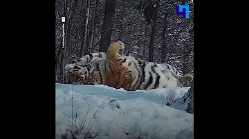 Фотоловушка запечатлела отдых тигра в национальном парке «Бикин»