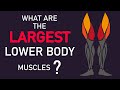 What Are the Largest Lower Body Muscles? #Shorts