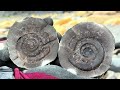 We Opened Rocks to Reveal Gorgeous Fossils!