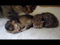 Mother cat lili approaches the baby kittens so as not to wake them up