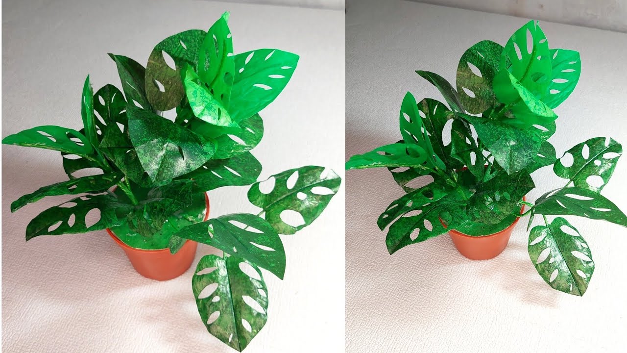 Ide Kreatif Tanaman Monstera /Janda Bolong dari Kantong Kresek