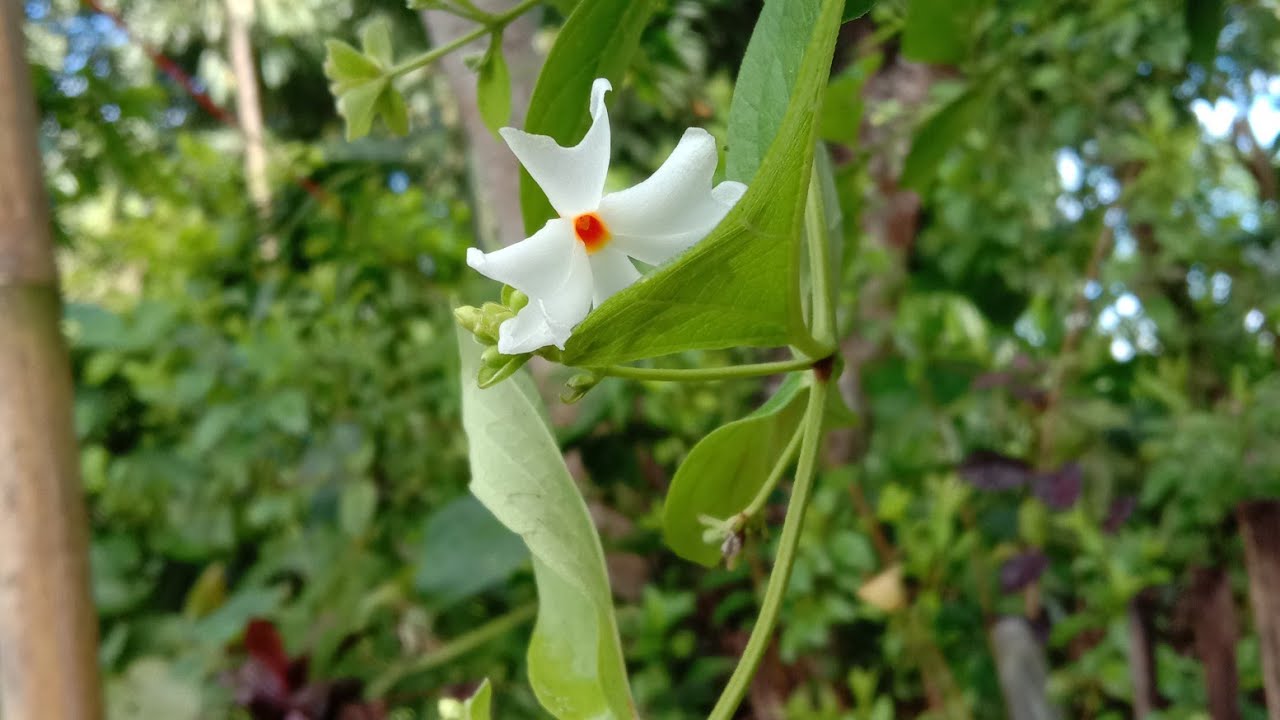 Xewali //xorotor//amul mul gundho.