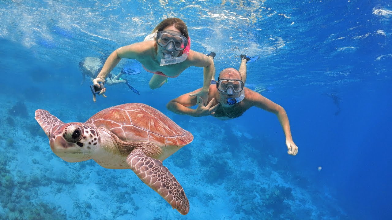 SeaCow Snorkeling Bonaire, Dutch Caribbean - YouTube