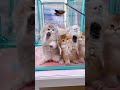 Adorable and lovable kittens ♥ #cat #kitten #cute #animal