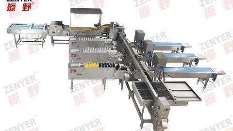 Zenyer 109 egg grader with auto vacuum loader 27000 eggs/hour