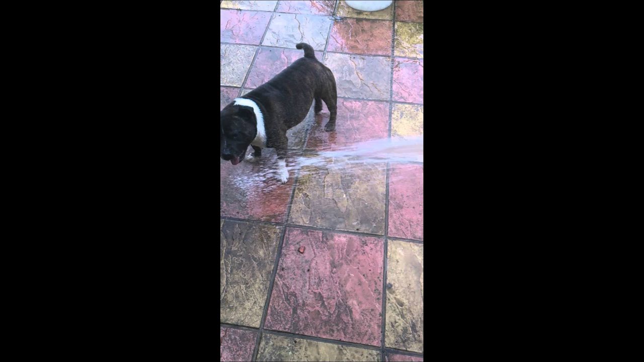 How dogs drink water YouTube