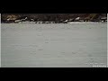 Belugas on Naknek River Apr 19 2023