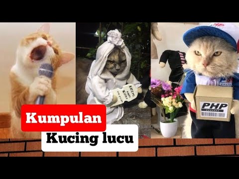 Video: Ini adalah hukum-hukum hewan yang paling aneh di AS