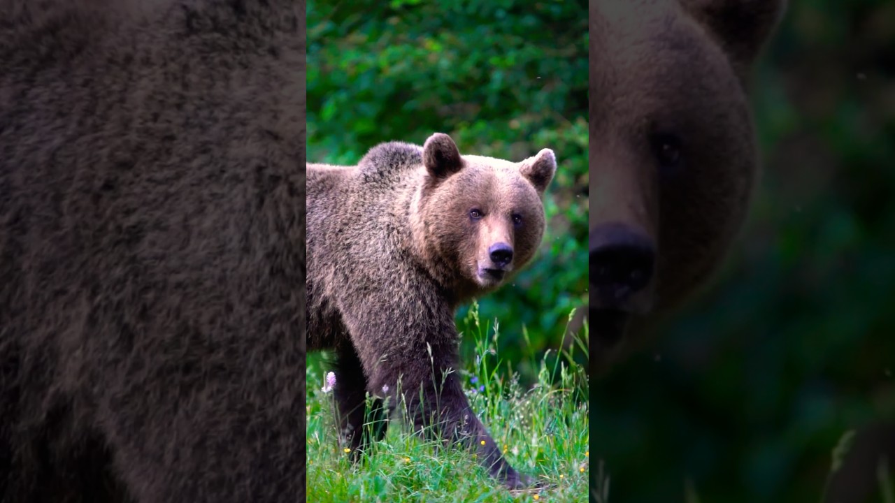 3 Surprising Bear Facts You Won’t Believe! 🐻