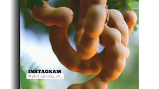 imli ka boota status (इमली) || new whatsapp status video|| 2020||