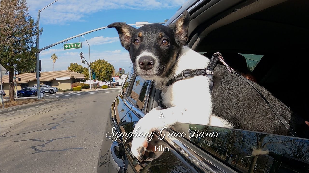 Costco Pizza Commercial  4K