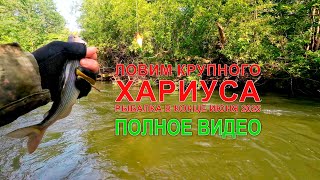 Ловим КРУПНОГО хариуса на горной реке в Приморском крае. В конце июня 2025 #горнаярыбалка #хариус