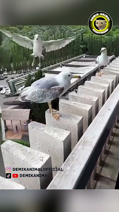 MALAH KETAWA #shorts