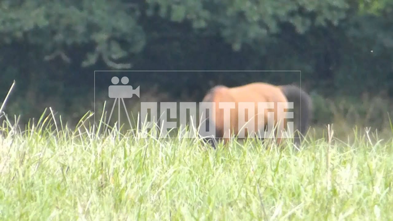 grassland with horses at the background 2  2013 08 14   19 21 new