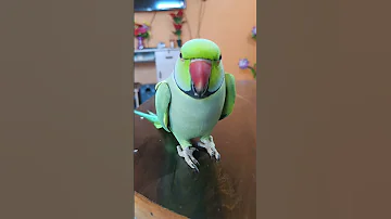 parrot Talking #Mitthu A mitthu cute 🥰 Clear voice #talking ringneck #parrot bolne wala Mitthua 😍