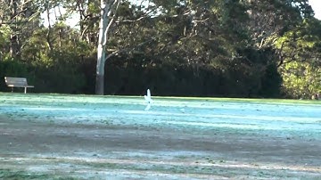 EDF Trainer Scratch Build