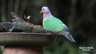 #emeralddove #birdbaths #birdwatching