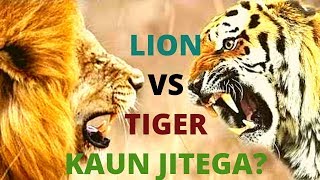 Tiger VS Lion - Who is the Strongest || Lion vs Tiger in hindi || Jungle Safari