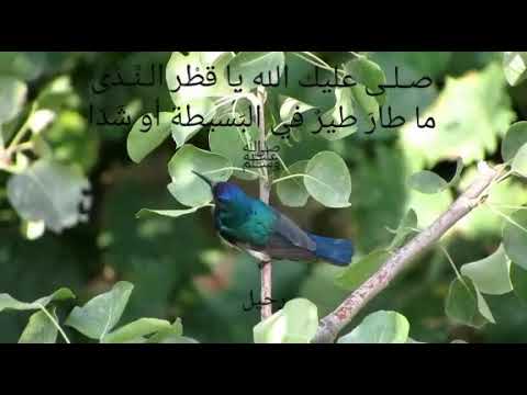 صل ى عليك الله يا ق ط ر الن د ى ما طار طير في الب سيطة أو ش د ا ﷺ