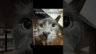 Evil Larry 👿 #shorts #cat  #memes #funny