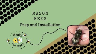 How to get started with Mason Bees
