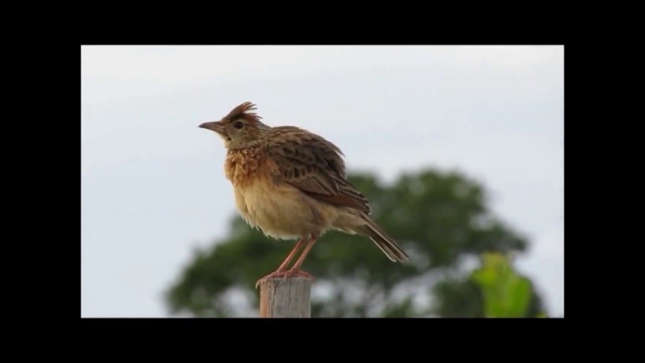 Birding in the Eastern Cape, South Africa - Rufous naped Lark 