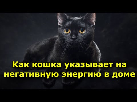 Как кошка указывает на негативную энергию в доме