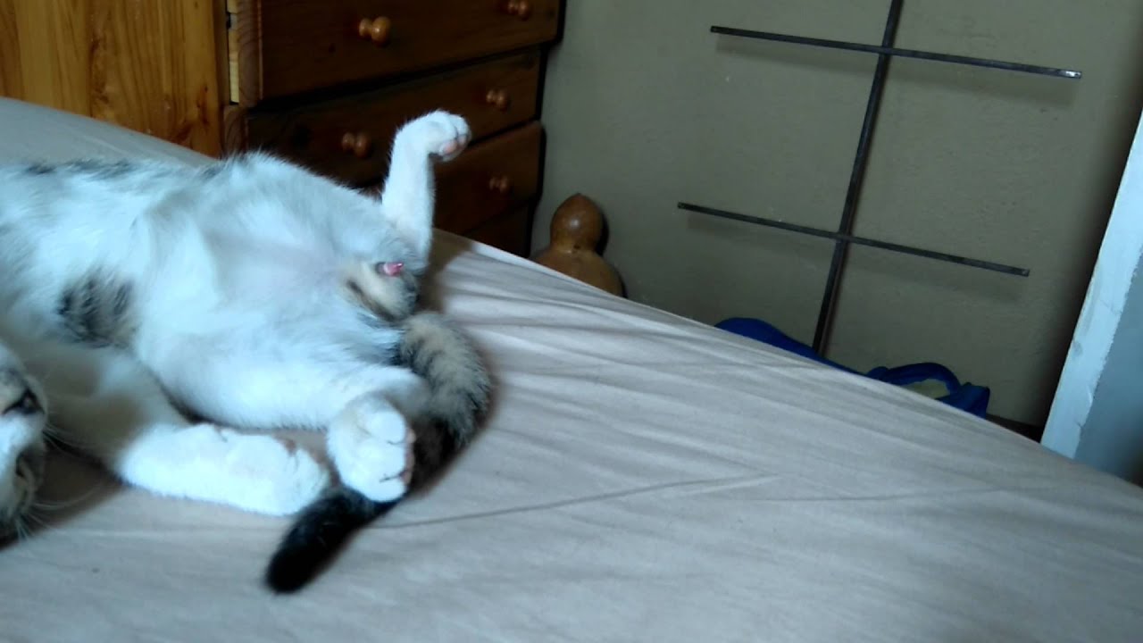 Cat Having A Sex Dream Youtube