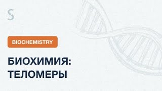 USMLE Step 1 - Биохимия: Теломеры