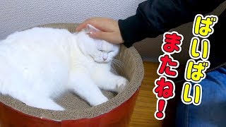【重大発表】ポムさんとしばしお別れすることになりました…。
