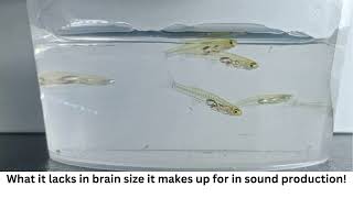 12-Millimeter Long Small-Brained Fish Can Make Sound As Loud As A Jet Plane