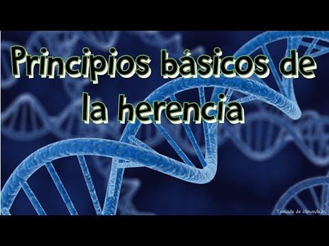 Video: ¿Quién descubrió los principios básicos de la herencia?