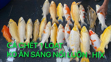 CÁ KOI CHẾT 1 MỚ || ĂN SÁNG KHÔNG NỔI LUÔN || CÁ KOI VLOG TRẦN ĐỨC CƯỜNG