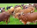 IMBERE BIHAYO ITERAGIRIZWA GA IBIHAMA IMBERE BIHAYO ITERAGIRIZWA GA IBIHAMA