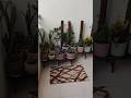 Pune home Garden and balcony