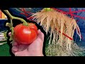 How to grow tomatoes in containers