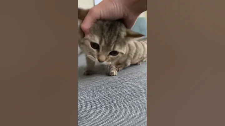 Video 11628651: munchkin cat animals, meow cute