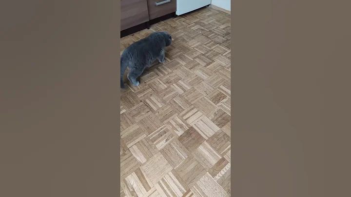 Video 9182991: british shorthair cat, kitten britishshorthair pets, britishshorthair cat animals, kitten talking