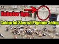 Haji Sahab Colourful Pigeons Setup Zard Sherazi,Kabray,Khal | Kabooter Aya | Try to Catch New Pigeon