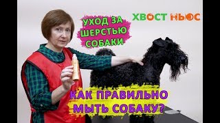 Как правильно мыть собаку? Уход за шерстью собаки