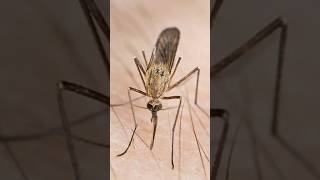 Why God Created Mosquitoes | Mosquitoes and Ecosystem | Why Mosquito Bites Human