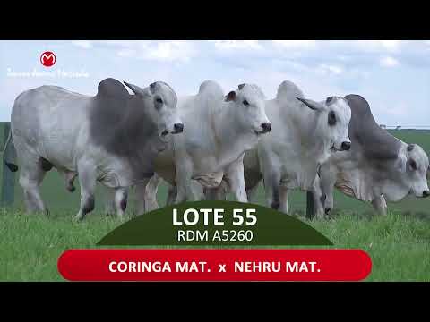 LOTE 55