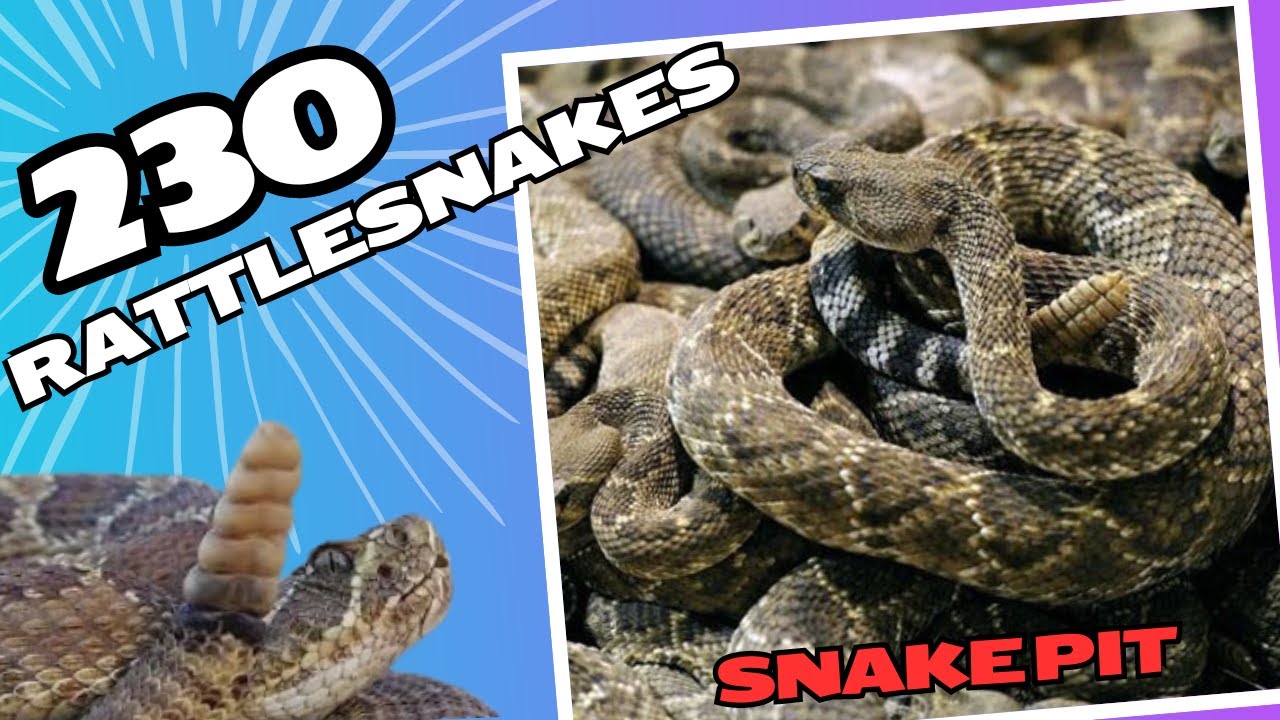 230 Rattlesnakes in a Snake Pit - Apache, Oklahoma - YouTube