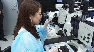 日本アルコン、白内障治療セミナー開催＝最先端手術装置紹介、豚の眼球で手術体験も